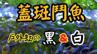 蓋斑鬥魚黑白混養/戶外缸/水草