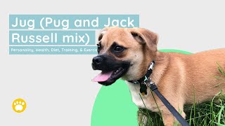 Jug Dog Breed Personality, Health, Diet, Training, and Exercise