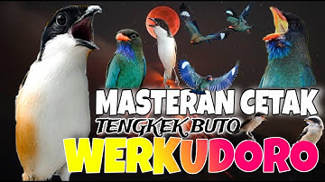 MASTERAN CENDET JUARA FULL TEMBAKAN PANJANG TENGKEK BUTO WERKUDORO PALING JITU AMPUH MUDAH MASUK