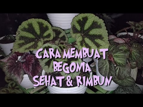 Video: Tanah Untuk Begonia: Tanah Apa Yang Dibutuhkan Untuk Menanam Dan Menanam Begonia Dalam Ruangan? Bagaimana Komposisi Tanah Seperti Begonia?