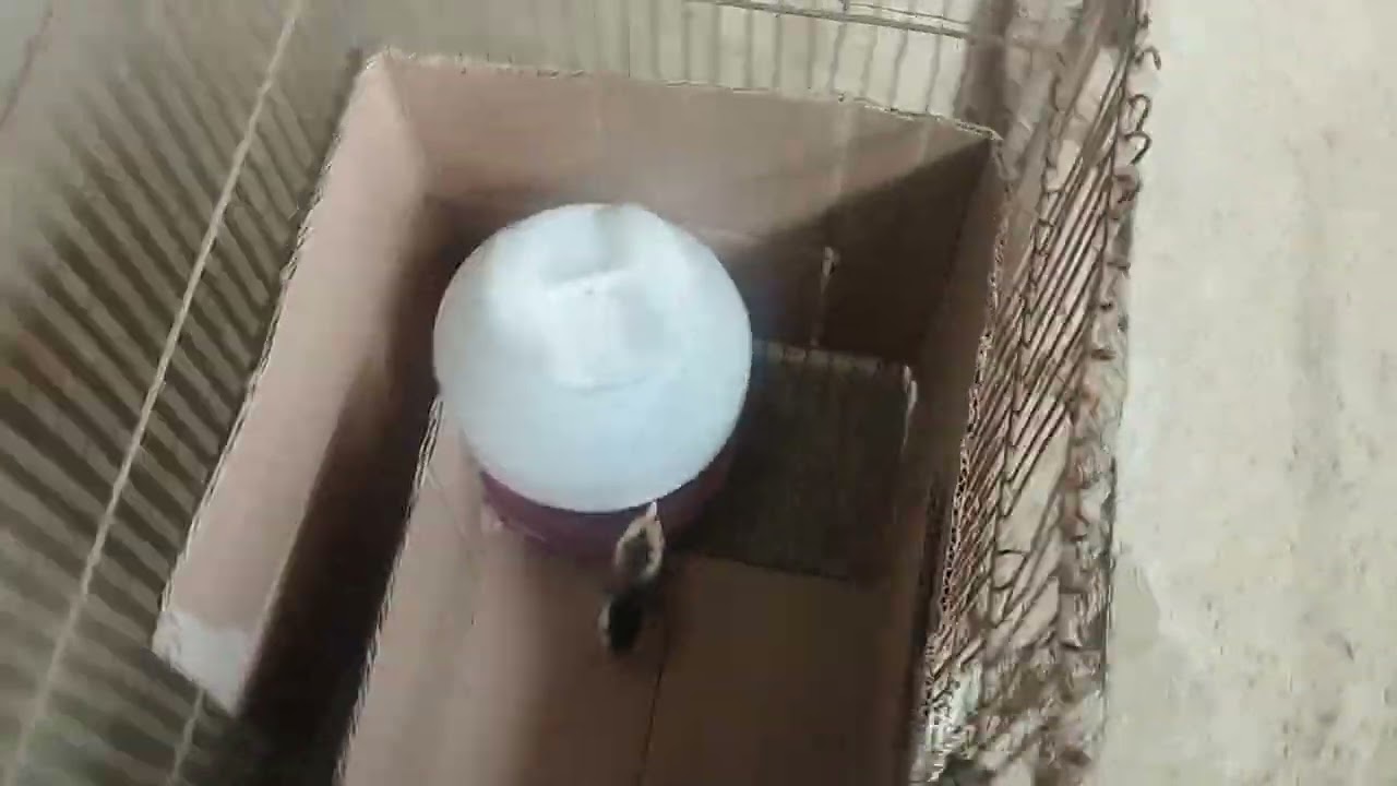 Como cuidar de Pintinhos