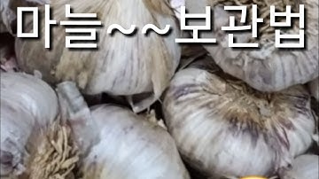 마늘보관법 *일년내내 싱싱하게보관