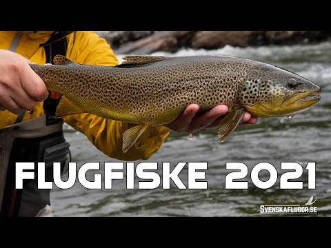 FLUGFISKE LAPPLAND 2021 | Svenskaflugor.se