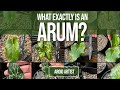 What exactly is an arum more importantly what isnt an arum  lets explore this amazing genus