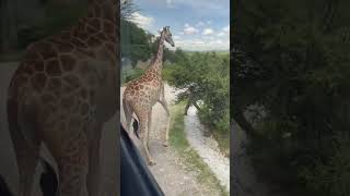 #africamsafari#puebla #vacationstyle