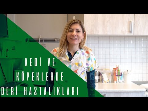 Video: Köpeklerde Deri Akarı Dermatiti