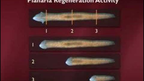 Adult Stem Cells and Regeneration Part 2 of 6
