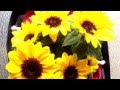 母の日の花 / flower of mother's day 【オックスワード動画辞典/Oxward Movie Dictionary】