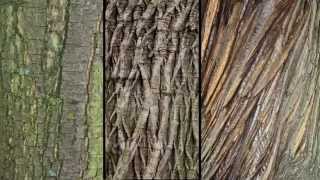 Castanea Sativa - Sweet Chestnut