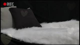 Take photos of your cats with lights | Simple Cat Photoshoot idea #KoolKatKingdom screenshot 4