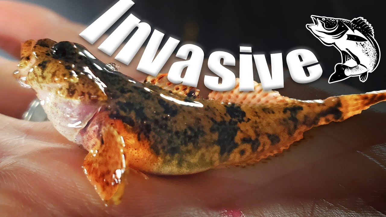 A Surprise Catch on Crescent Lake Rhinelander, WI YouTube