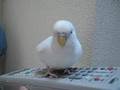 リモコンvs白い鳥 remote controller VS white bird
