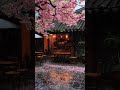 Light Rain Falling Sounds Peaceful Atmosphere for Sleep #relaxation #rain #rainoundforsleep