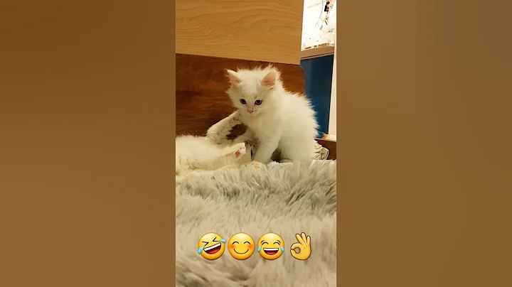 Watch the video about Persian Kittens are always fighting...... #suggestedvideos #youtubeserach #shortsfeed