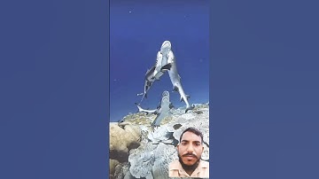 #egzonibrahimi #سورة_الإخلاص #ikhlas #nature #shortvideo #maanvlogs #fypviralシ #beautiful