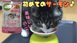 初めてサーモン(ウエットフード)あげてみた♩ 初めてサーモン(ウエットフード)あげてみた♩