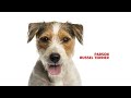 Parson russell terrier - Atlas plemen - Tlapka TV の動画、YouTube動画。