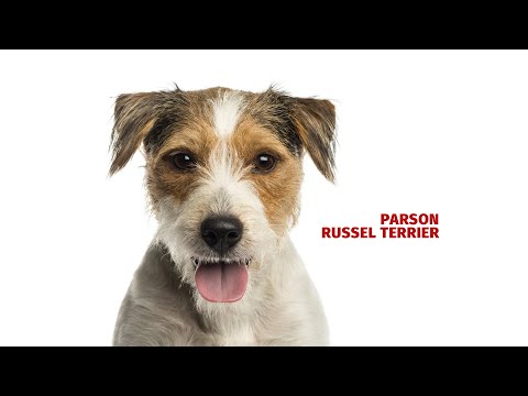 Video: Parson Russell Teriér Plemene Hypoalergenní, Zdraví A životnost