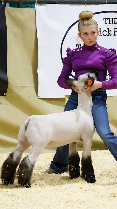 Karis Showing her Ewe Day 1 of Western Bonanza! #showsheep #sheep #karis