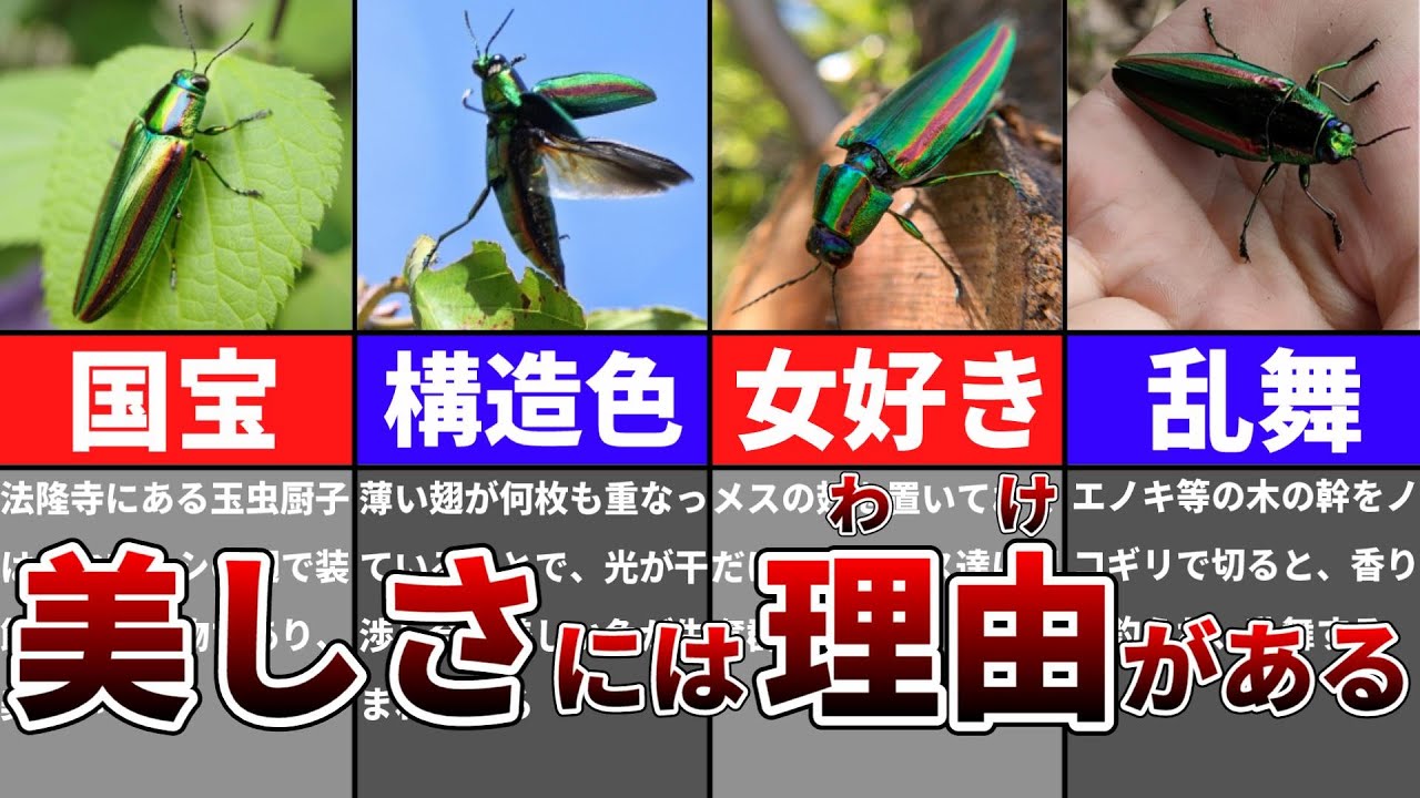 Slowly] The beautiful survival strategy of jewel beetles - YouTube