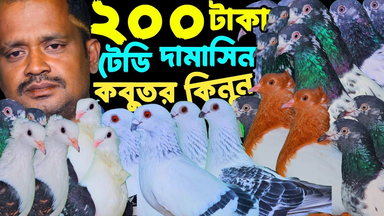 ২০০ টাকা পিস পাকিস্তানি টেডি,দামাসিন,রেসার,গিরিবাজ,ফেন্সি কবুতর কিনুন | বাকবাকুম পায়রা | Pigeon |