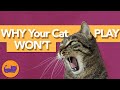 Why Is My Cat Acting STRANGE? Reasons Your Cat Doesn&#39;t Want to Play