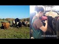 Bull vs A.I Breeding. Why we A.I on Our Farm