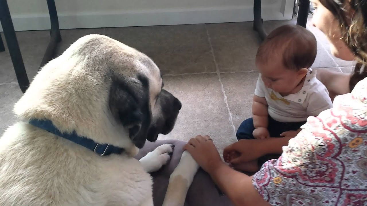 Kangal With A Baby