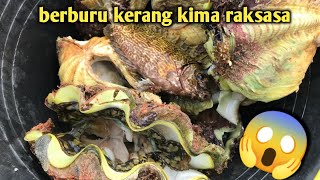 Berburu kerang kima raksasa ‼️