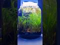Day 561 Shrimp ecosphere 🦐🌿 #aquarium #biosphere #fishtank #fish #aquascapelowtech