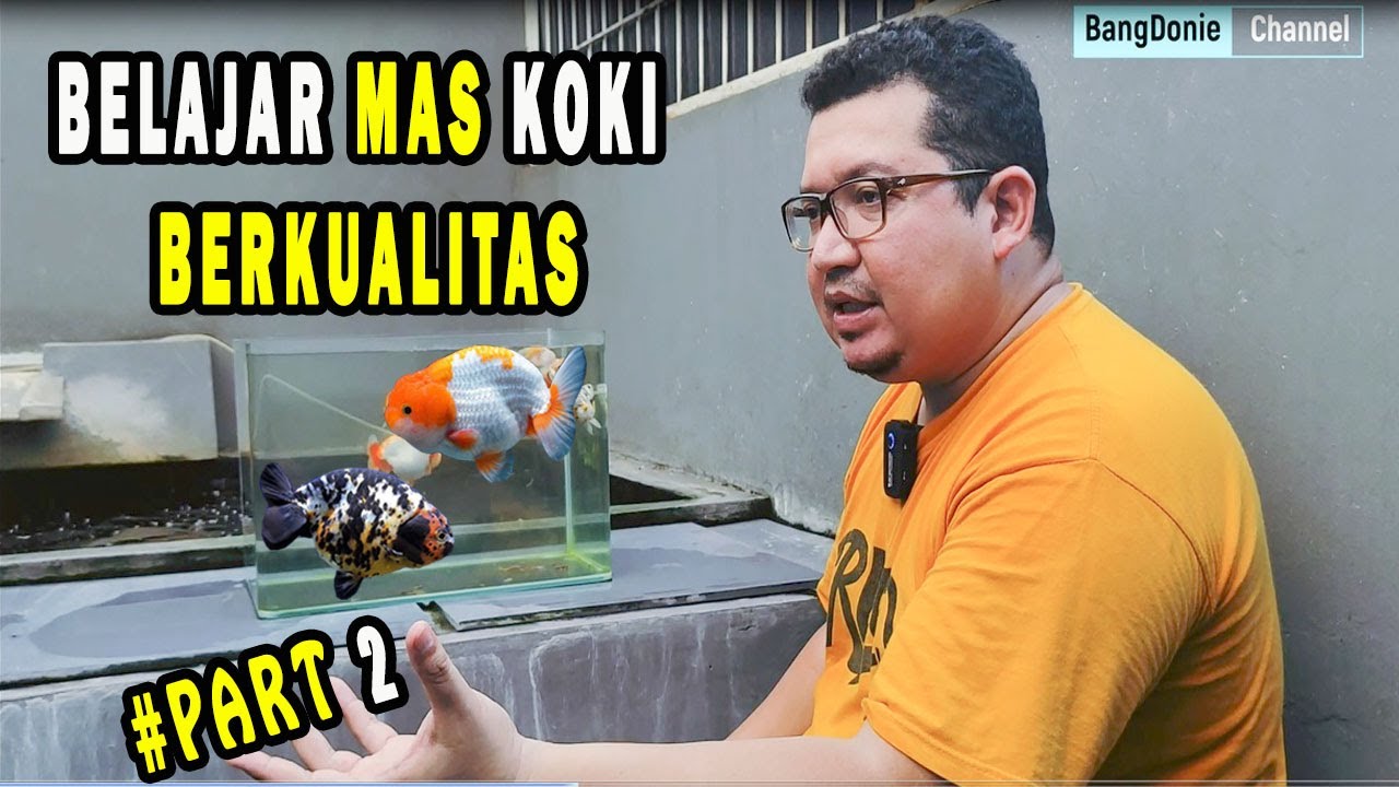 BELAJAR IKAN MAS KOKI BERKUALITAS DARI BAHAN DAN KUALITAS SHOW // OM ANDREW - RUMAH KOKI 