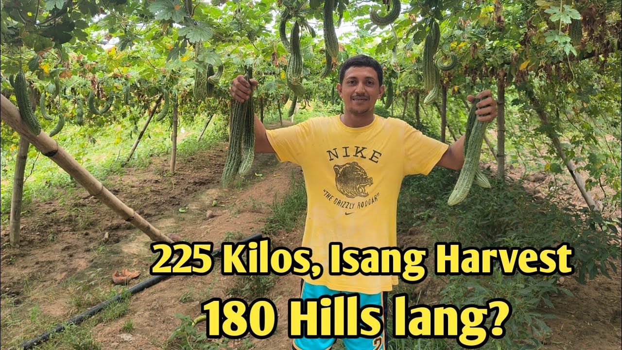 180 KA PUNO, NAKAPAGHARVEST NG 225 KILOS? Ating Alamin ang Diskarte ni Sir Aivan Alberca.