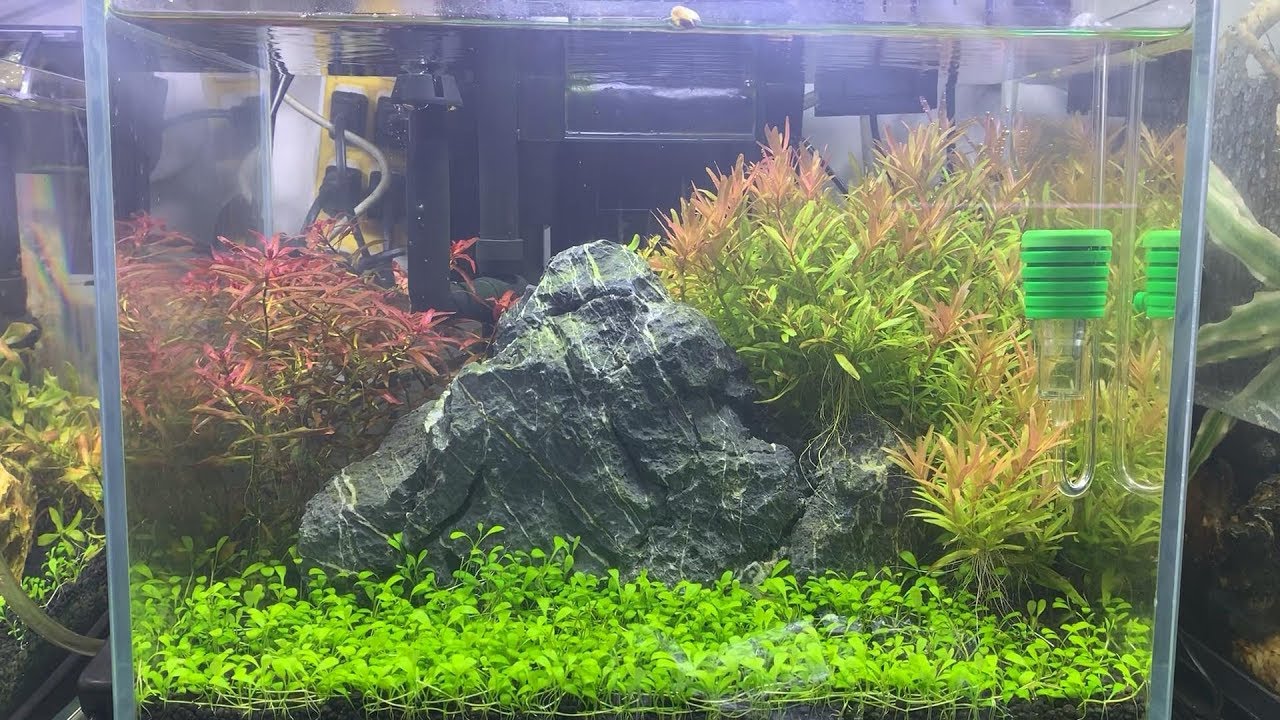 35厘米简易石景开缸35cm Aquarium Production Youtube 35厘米简易石景开缸35cm Aquarium Production Youtube