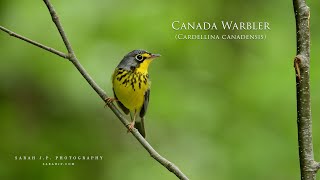 Songbird Sounds: Canada Warbler
