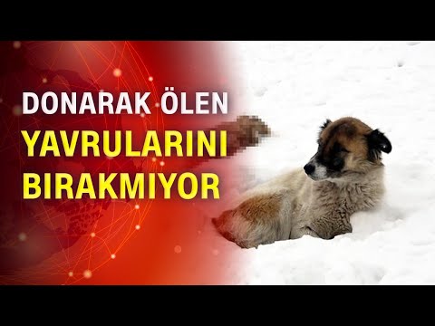 Anne köpek 5 gündür ölen yavrularını bırakmıyor