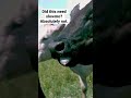 Sorry, but we filmed this and could not keep it a secret 🐮 #shorts #slowmotion