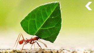Ants Are Growing Food and They're Better at It Than We Are Ants Are Growing Food and They're Better at It Than We Are