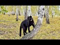 Russian birches - paradise for Luna the panther. Golden Autumn in Siberia