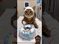 #happybirthday #funny #aiandcats #aicats #kitten #animalintelligence #cute #cat #cake