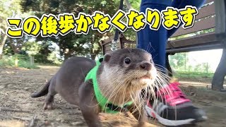 必ず歩かなくなるカワウソ【しゃもじ】