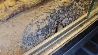 Shingleback skink gave birth behavior
