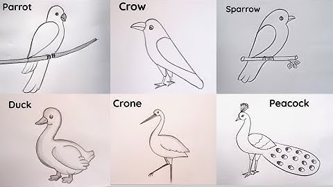 how to draw different types of bird