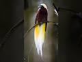 beautiful Birds of Paradise 🐦#birds #forest #wildlife #animals #nature #rare #shorts