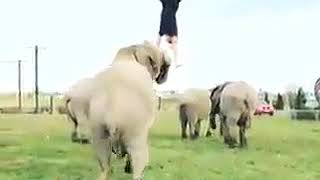 شوفو مااجمل هذا الرجل وهو يفعل حركات مع الفيل