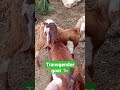 Transgender Goat Shorts Foryou Goats Transgender 