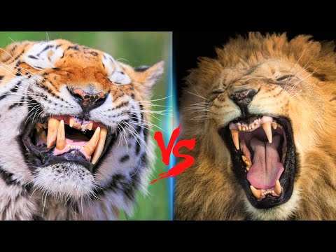 Russian Tiger VS American Lion || American Lion VS Siberian Tiger Who