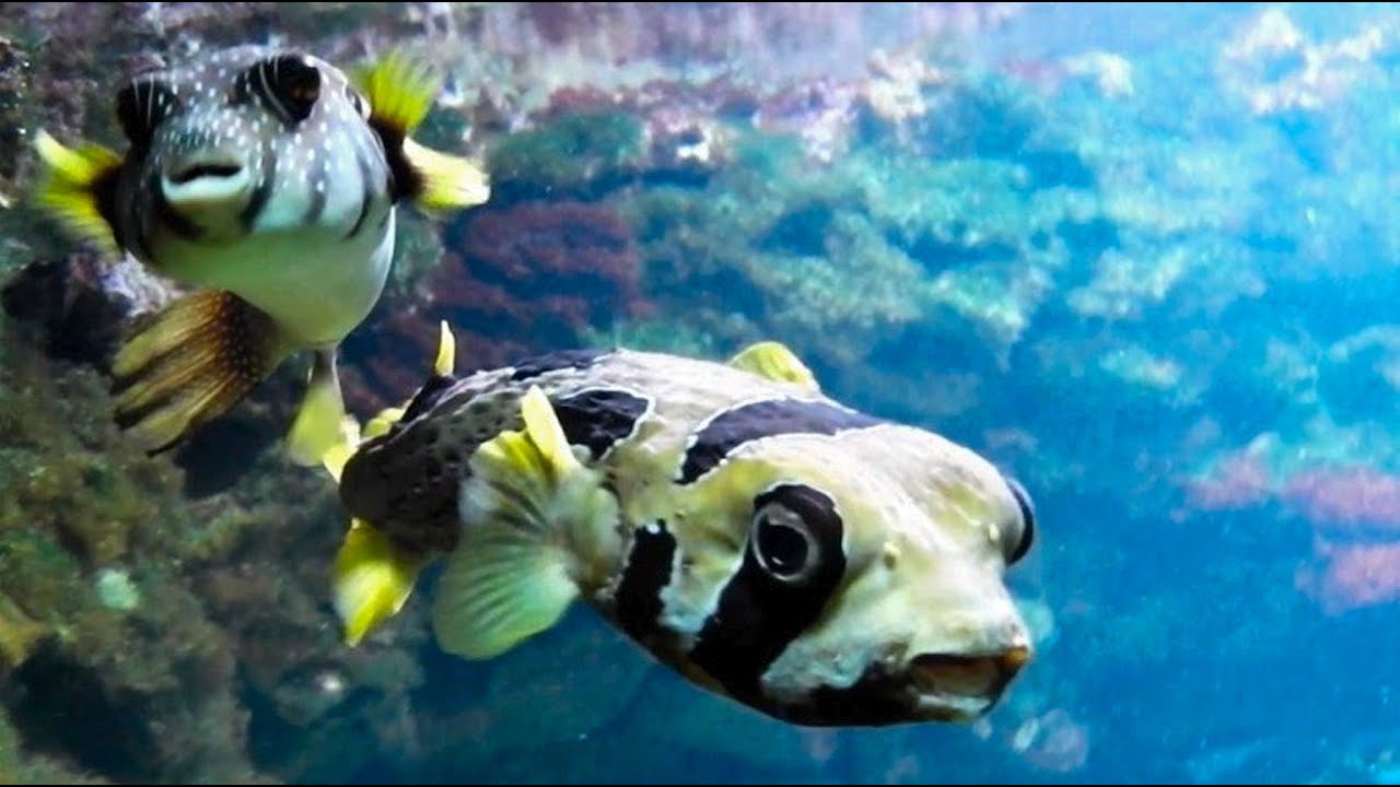 Aquarium Tierpark Hellabrunn YouTube