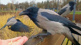 Hand Feeding Nervous Boss Crow 4K Hooded Crows