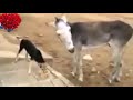 طرائف الكلب مع الحمار 