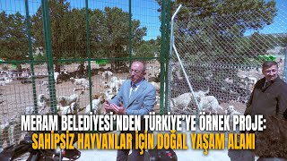 Konya Meram Belediyesi’nden Türkiye’ye örnek proje: Sahipsiz hayvanlar için doğal yaşam alanı